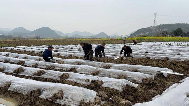 江永：突遭冰雹襲擊農(nóng)作物受損 多措并舉防災(zāi)減損:農(nóng)作物
