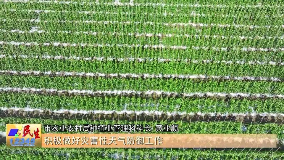 陽江春播農作物意向面積135萬畝<strong></p>
<p>農作物</strong>！預計4月中旬完成:農作物