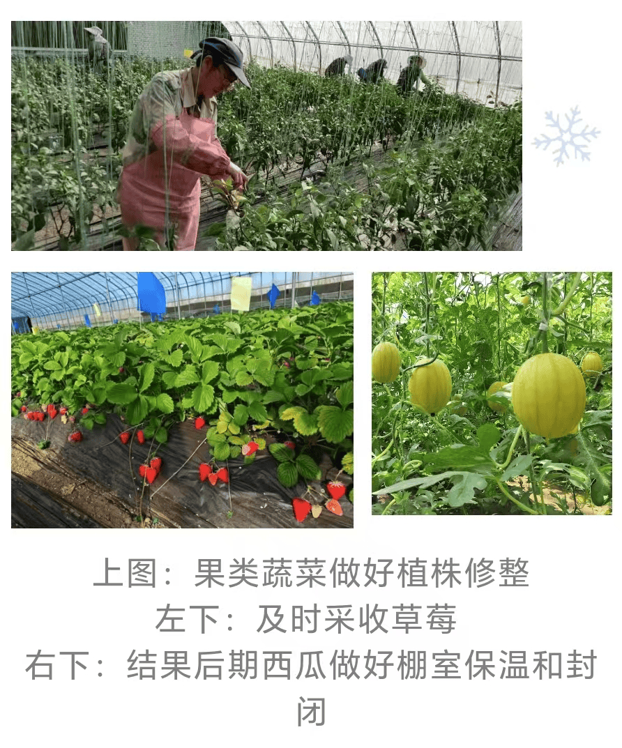 三農(nóng)科普｜極端大風(fēng)過(guò)后農(nóng)作物如何快速恢復(fù)？專家支招來(lái)了<strong></p>
<p>農(nóng)作物</strong>！:農(nóng)作物