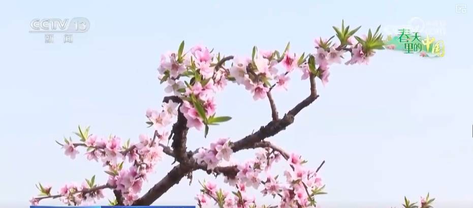 做旺“美麗經(jīng)濟(jì)” 傳統(tǒng)農(nóng)作物“蝶變”成農(nóng)文旅融合“黃金產(chǎn)業(yè)”:農(nóng)作物
