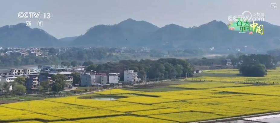 做旺“美麗經(jīng)濟(jì)” 傳統(tǒng)農(nóng)作物“蝶變”成農(nóng)文旅融合“黃金產(chǎn)業(yè)”:農(nóng)作物
