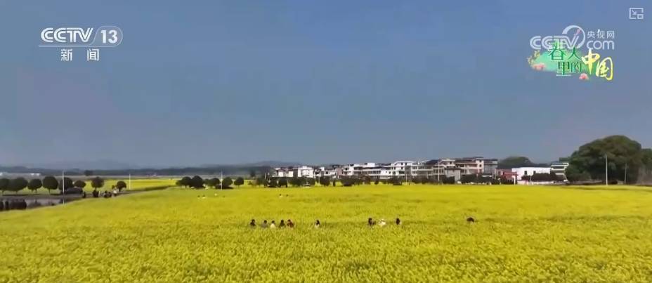 做旺“美麗經(jīng)濟(jì)” 傳統(tǒng)農(nóng)作物“蝶變”成農(nóng)文旅融合“黃金產(chǎn)業(yè)”:農(nóng)作物