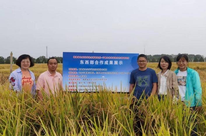 閩寧協(xié)作共育高產(chǎn)優(yōu)質(zhì)水稻品種“閩寧一號”:水稻高產(chǎn)