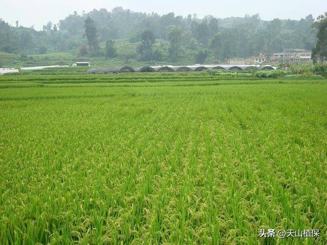 水稻一平方多少株才能高產(chǎn):水稻高產(chǎn)
