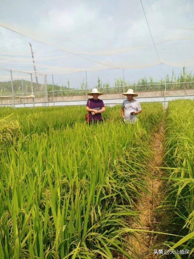 水稻一平方多少株才能高產(chǎn):水稻高產(chǎn)
