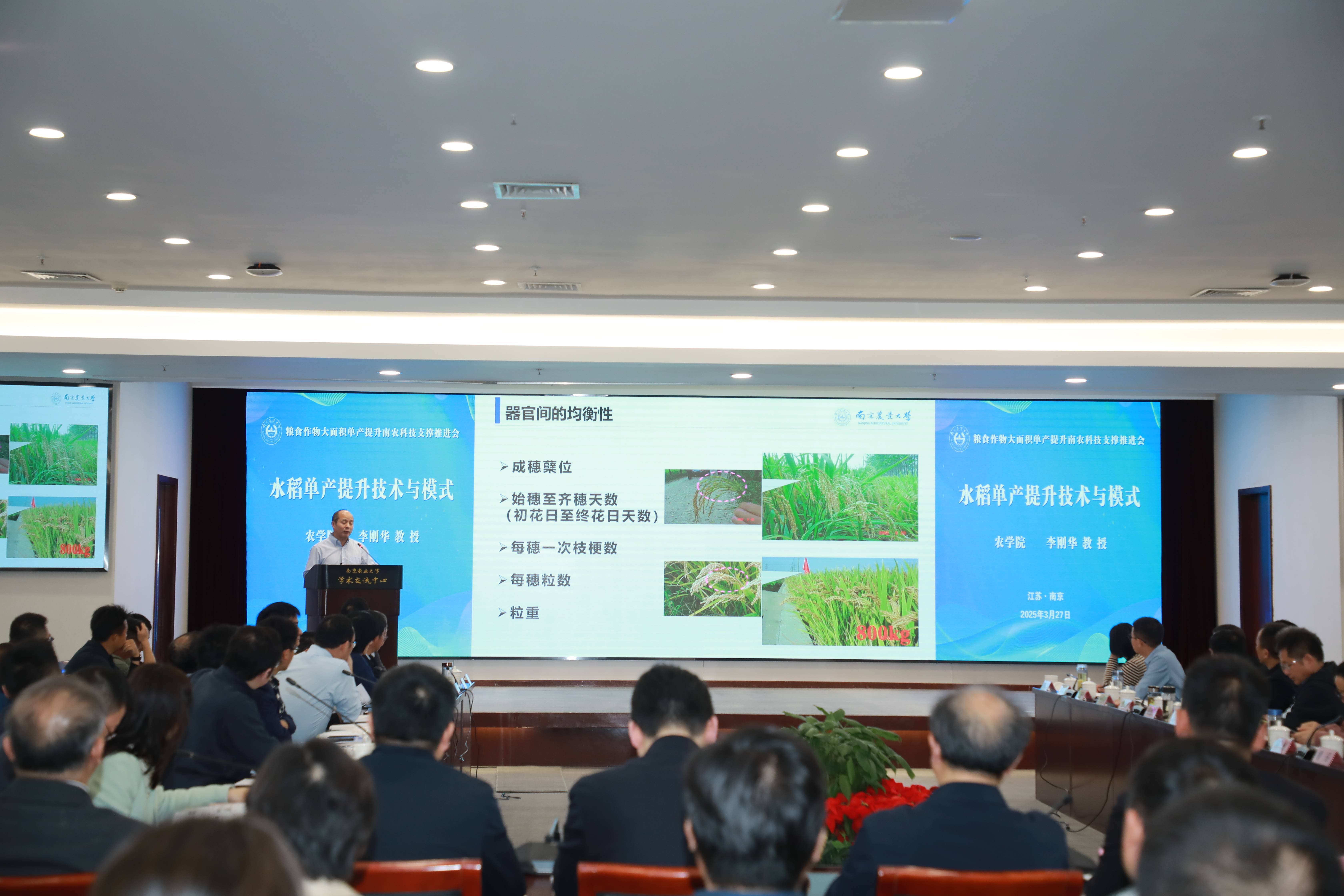 助力糧食單產(chǎn)提升<strong></p>
<p>水稻高產(chǎn)
</strong>！南農(nóng)推廣水稻綠高產(chǎn)技術(shù)集成模式:水稻高產(chǎn)
