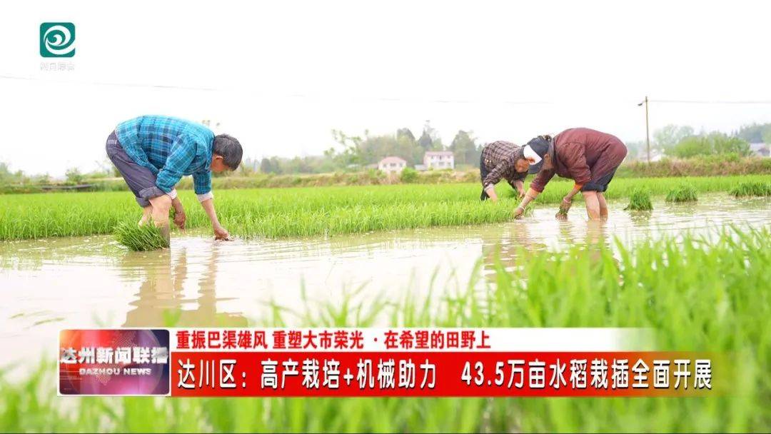 高產(chǎn)栽培+機(jī)械助力 43.5萬畝水稻栽插全面開展:水稻高產(chǎn)
