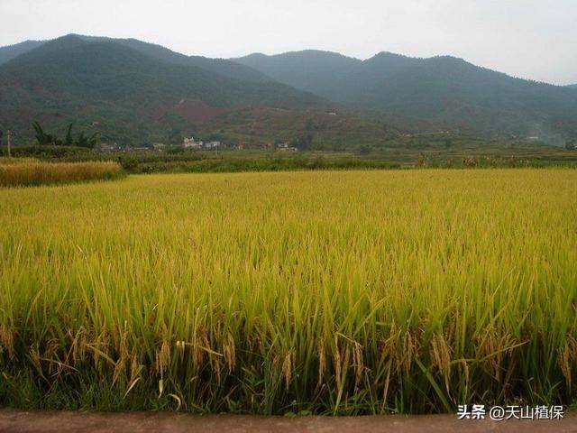 如何確保水稻品質(zhì)的高質(zhì)量生長:水稻品質(zhì)