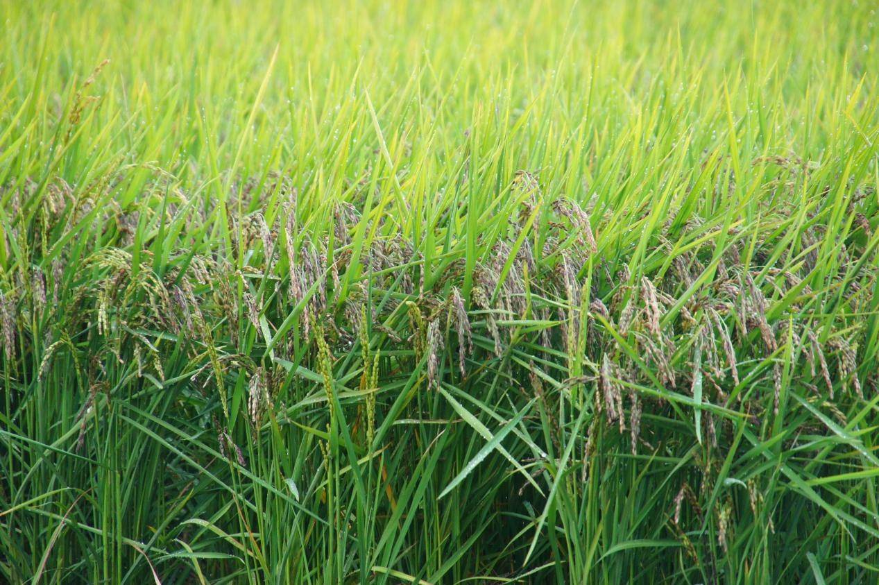 聚焦北大荒|紅旗嶺農(nóng)場深耕“四個農(nóng)業(yè)”加速推動現(xiàn)代化大農(nóng)業(yè)發(fā)展:農(nóng)業(yè)發(fā)展
